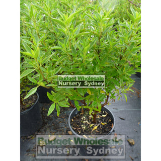 Mint Bush Prostanthera Ovalifolia 140Mm Gift Card