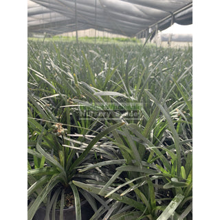 Mondo Grass Black Ophiopogon Planiscapus 140Mm Pot Plants