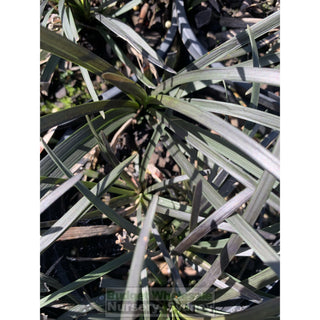 Mondo Grass Black Ophiopogon Planiscapus 140Mm Pot Plants