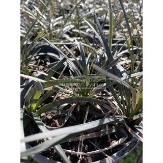 Mondo Grass Black Ophiopogon Planiscapus 140Mm Pot Plants