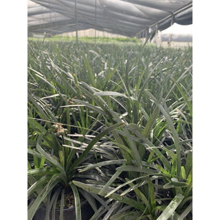 Mondo Grass Black Ophiopogon Planiscapus 140Mm Pot Plants