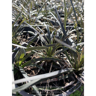 Mondo Grass Black Ophiopogon Planiscapus 140Mm Pot Plants