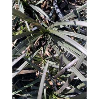 Mondo Grass Black Ophiopogon Planiscapus 140Mm Pot Plants