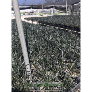Mondo Grass Black Ophiopogon Planiscapus 140Mm Pot Plants