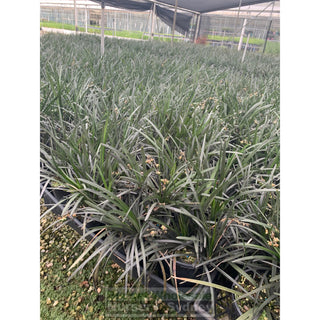 Mondo Grass Black Ophiopogon Planiscapus 140Mm Pot Plants