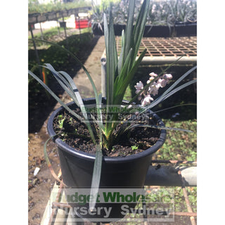 Mondo Grass Black Ophiopogon Planiscapus 140Mm Pot Plants