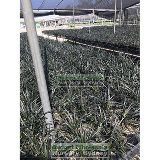 Mondo Grass Black Ophiopogon Planiscapus 140Mm Pot Plants