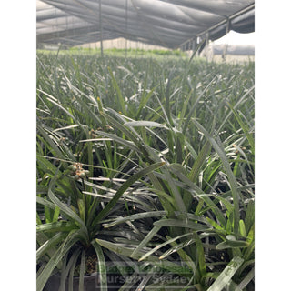 Mondo Grass Black Ophiopogon Planiscapus 140Mm Pot Plants