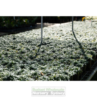 Mondo Grass Dwarf 140Mm Pot Plants