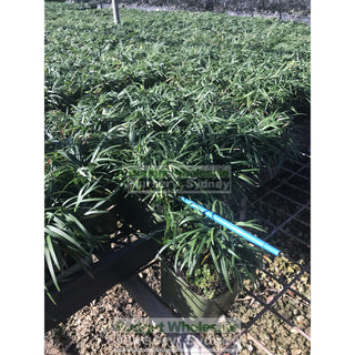 Mondo Grass Dwarf 140Mm Pot Plants