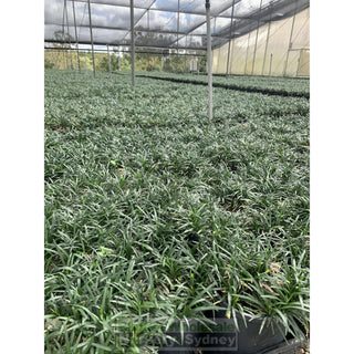 Mondo Grass Dwarf 140Mm Pot Plants