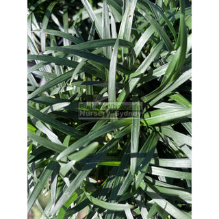 Mondo Grass Dwarf 140Mm Pot Plants