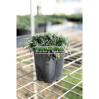 Mondo Grass Dwarf 140Mm Pot Plants