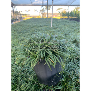 Mondo Grass Dwarf 140Mm Pot Plants