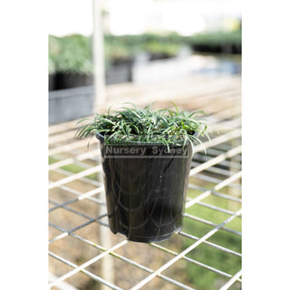 Mondo Grass Dwarf 140Mm Pot Plants