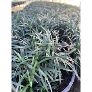 Mondo Grass Dwarf 140Mm Pot Plants