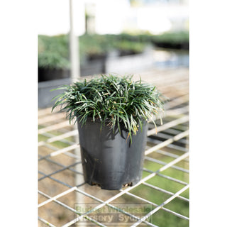 Mondo Grass Dwarf 140Mm Pot Plants