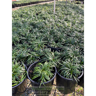 Mondo Grass Dwarf 140Mm Pot Plants