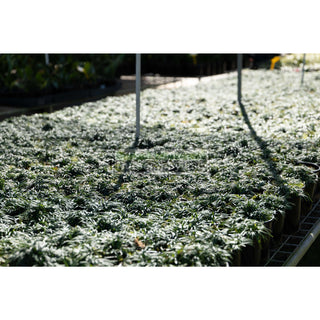 Mondo Grass Dwarf 140Mm Pot Plants