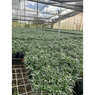 Mondo Grass Dwarf 140Mm Pot Plants
