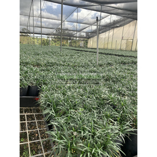 Mondo Grass Dwarf 140Mm Pot Plants