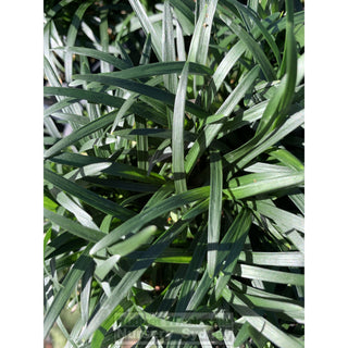 Mondo Grass Dwarf 140Mm Pot Plants