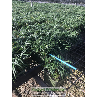 Mondo Grass Dwarf 140Mm Pot Plants