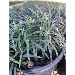 Mondo Grass Dwarf 140Mm Pot Plants