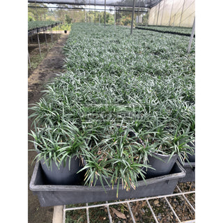 Mondo Grass Dwarf 140Mm Pot Plants