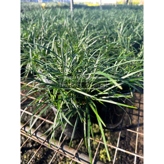 Mondo Grass Dwarf -Tall Form 100Mm/140Mm Pot Plants
