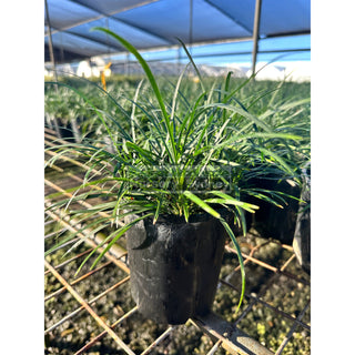 Mondo Grass Dwarf -Tall Form 100Mm/140Mm Pot Plants