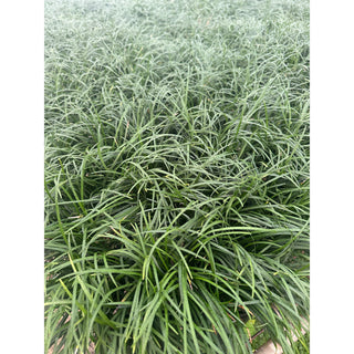 Mondo Grass Tall Form 100mm/140mm Pot Plants