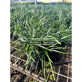 Mondo Grass Dwarf -Tall Form 100Mm/140Mm Pot Plants
