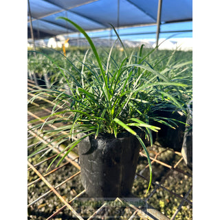Mondo Grass Dwarf -Tall Form 100Mm/140Mm Pot Plants