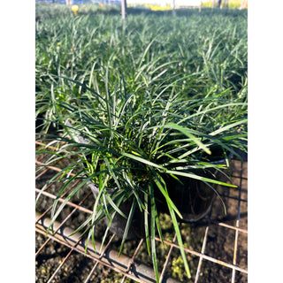 Mondo Grass Dwarf -Tall Form 100Mm/140Mm Pot Plants