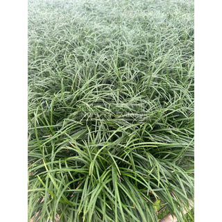 Mondo Grass Tall Form 100mm/140mm Pot Plants