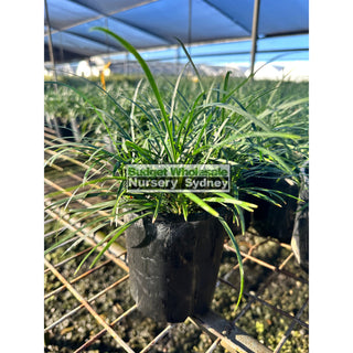 Mondo Grass Dwarf -Tall Form 100Mm/140Mm Pot Plants