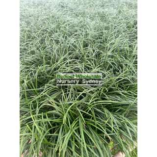 Mondo Grass Tall Form 100mm/140mm Pot Plants