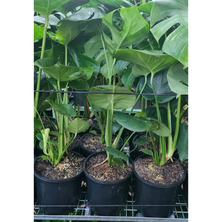 Monstera deliciosa (Fruit Salad Plant) 200mm - Default type