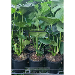 Monstera deliciosa (Fruit Salad Plant) 200mm - Default type