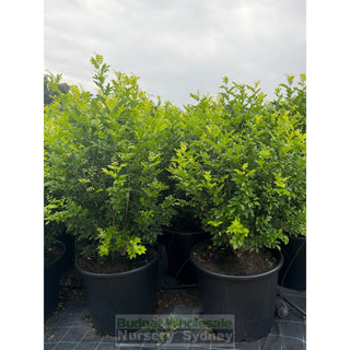 Murraya Paniculata 115L (Orange Jasmine) 650mm Pot Plants