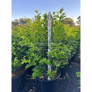 Murraya Paniculata 85L (Orange Jasmine) 580mm Pot Plants