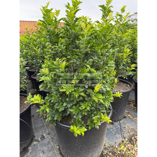 Murraya Paniculata 115L (Orange Jasmine) 650mm Pot Plants