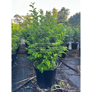 Murraya Paniculata 85L (Orange Jasmine) 580mm Pot Plants