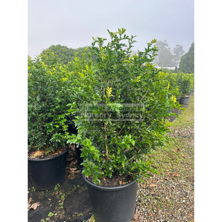 Murraya Paniculata 85L (Orange Jasmine) 580mm Pot Plants