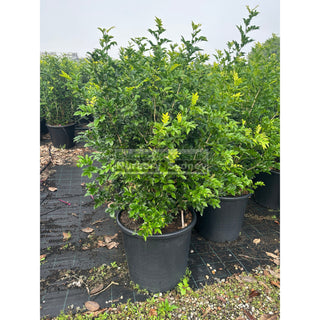 Murraya Paniculata 85L (Orange Jasmine) 580mm Pot Plants