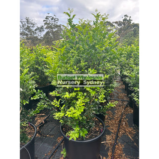 Murraya Paniculata 85L (Orange Jasmine) 580mm Pot Plants