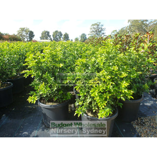 Murraya Paniculata Super Large (Orange Jasmine) 500Mm Pot Plants