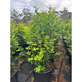 Murraya Paniculata 85L (Orange Jasmine) 580mm Pot Plants