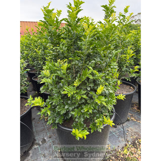 Murraya Paniculata 115L (Orange Jasmine) 650mm Pot Plants